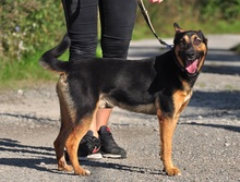 BROWNIEC56, Hund, Mischlingshund in Slowakische Republik - Bild 9