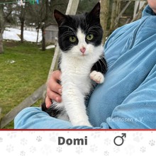 DOMI, Katze, Europäisch Kurzhaar in München - Bild 2