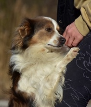 EDDY, Hund, Mischlingshund in Slowakische Republik - Bild 10