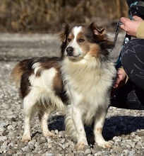 EDDY, Hund, Mischlingshund in Slowakische Republik - Bild 11