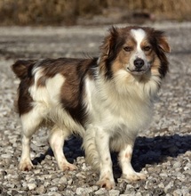 EDDY, Hund, Mischlingshund in Slowakische Republik - Bild 12