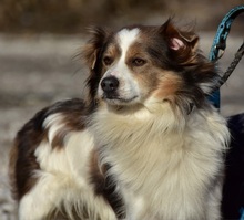 EDDY, Hund, Mischlingshund in Slowakische Republik - Bild 13