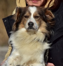 EDDY, Hund, Mischlingshund in Slowakische Republik - Bild 14