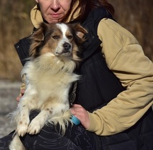 EDDY, Hund, Mischlingshund in Slowakische Republik - Bild 16