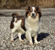 EDDY, Hund, Mischlingshund in Slowakische Republik - Bild 2