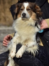 EDDY, Hund, Mischlingshund in Slowakische Republik - Bild 3