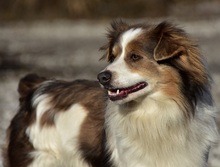 EDDY, Hund, Mischlingshund in Slowakische Republik - Bild 4