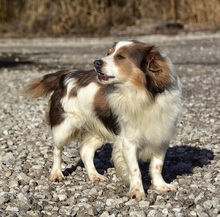 EDDY, Hund, Mischlingshund in Slowakische Republik - Bild 5