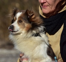 EDDY, Hund, Mischlingshund in Slowakische Republik - Bild 7