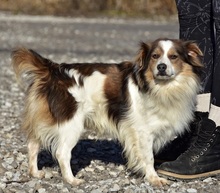 EDDY, Hund, Mischlingshund in Slowakische Republik - Bild 8