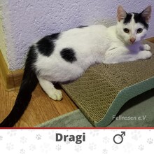 DRAGI, Katze, Europäisch Kurzhaar in Bosnien und Herzegowina - Bild 1