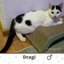 DRAGI, Katze, Europäisch Kurzhaar in Kiel