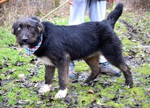 SHAGY, Hund, Mischlingshund in Slowakische Republik - Bild 2