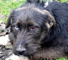 SHAGY, Hund, Mischlingshund in Slowakische Republik - Bild 3