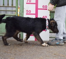 SHAGY, Hund, Mischlingshund in Slowakische Republik - Bild 4