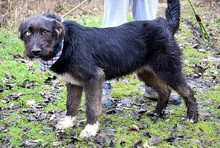 SHAGY, Hund, Mischlingshund in Slowakische Republik - Bild 5