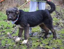 SHAGY, Hund, Mischlingshund in Slowakische Republik - Bild 6