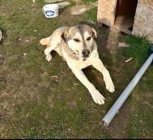 ANTONI, Hund, Mischlingshund in Griechenland - Bild 2