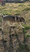 ANTONI, Hund, Mischlingshund in Griechenland - Bild 3