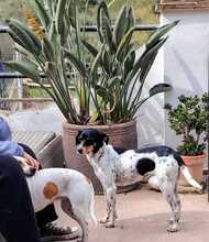 LOTTA, Hund, Bodeguero Andaluz in Spanien - Bild 10