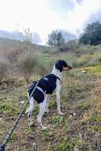 LOTTA, Hund, Bodeguero Andaluz in Spanien - Bild 11