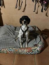 LOTTA, Hund, Bodeguero Andaluz in Spanien - Bild 4