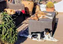 LOTTA, Hund, Bodeguero Andaluz in Spanien - Bild 8