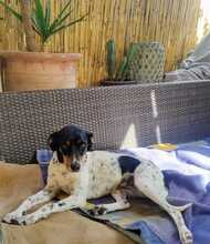 LOTTA, Hund, Bodeguero Andaluz in Spanien - Bild 9