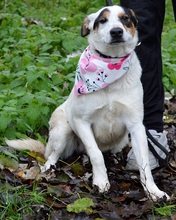 DESTINKA, Hund, Mischlingshund in Slowakische Republik - Bild 3