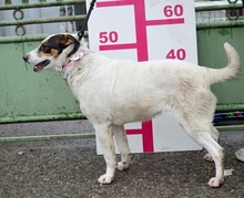 DESTINKA, Hund, Mischlingshund in Slowakische Republik - Bild 5