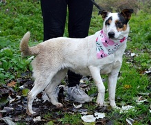 DESTINKA, Hund, Mischlingshund in Slowakische Republik - Bild 8