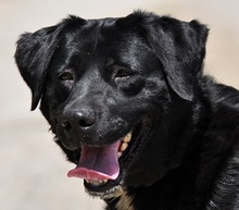 DAKOTA, Hund, Mischlingshund in Slowakische Republik - Bild 1