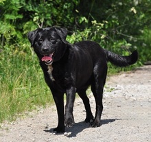 DAKOTA, Hund, Mischlingshund in Slowakische Republik - Bild 10