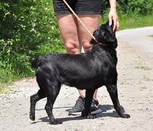 DAKOTA, Hund, Mischlingshund in Slowakische Republik - Bild 11