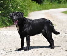 DAKOTA, Hund, Mischlingshund in Slowakische Republik - Bild 2