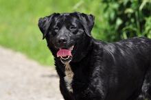 DAKOTA, Hund, Mischlingshund in Slowakische Republik - Bild 3