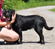 DAKOTA, Hund, Mischlingshund in Slowakische Republik - Bild 4