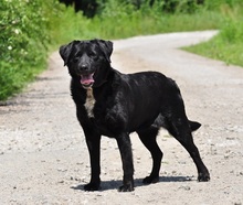 DAKOTA, Hund, Mischlingshund in Slowakische Republik - Bild 5