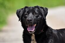 DAKOTA, Hund, Mischlingshund in Slowakische Republik - Bild 6