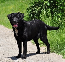 DAKOTA, Hund, Mischlingshund in Slowakische Republik - Bild 8