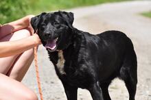 DAKOTA, Hund, Mischlingshund in Slowakische Republik - Bild 9