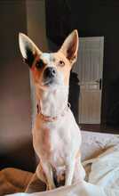 WILMA, Hund, Podenco Mix in Spanien - Bild 2