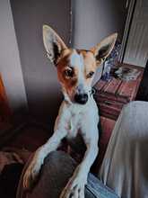 WILMA, Hund, Podenco Mix in Spanien - Bild 3