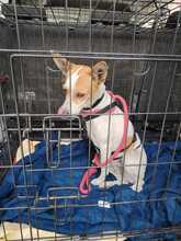 WILMA, Hund, Podenco Mix in Spanien - Bild 5