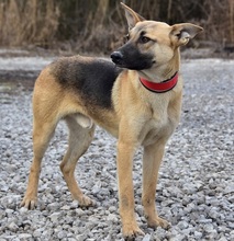 DONALDC57, Hund, Mischlingshund in Slowakische Republik - Bild 10