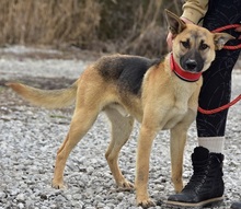 DONALDC57, Hund, Mischlingshund in Slowakische Republik - Bild 12