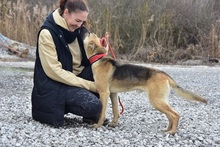 DONALDC57, Hund, Mischlingshund in Slowakische Republik - Bild 14