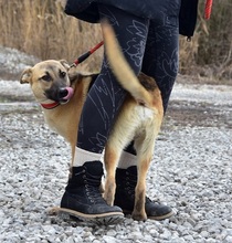 DONALDC57, Hund, Mischlingshund in Slowakische Republik - Bild 3