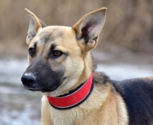 DONALDC57, Hund, Mischlingshund in Slowakische Republik - Bild 4