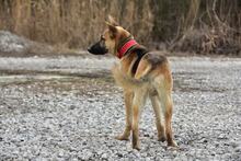 DONALDC57, Hund, Mischlingshund in Slowakische Republik - Bild 5